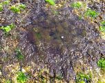 1- Talli in una pozza ai limiti inferiori della zona di marea